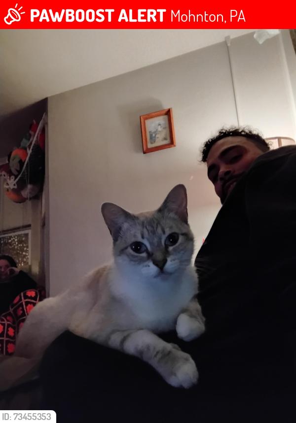 Lost Female Cat last seen Church st and mohn st, Mohnton, PA 19540