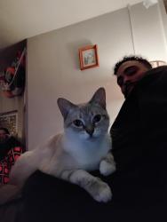 Lost Female Cat last seen Church st and mohn st, Mohnton, PA 19540