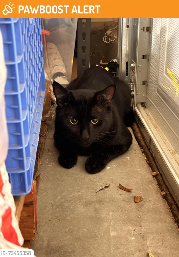 Found/Stray Male Cat last seen Domenigoni and Frontier Loop Road, Riverside County, CA 92596
