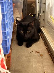 Found/Stray Male Cat last seen Domenigoni and Frontier Loop Road, Riverside County, CA 92596