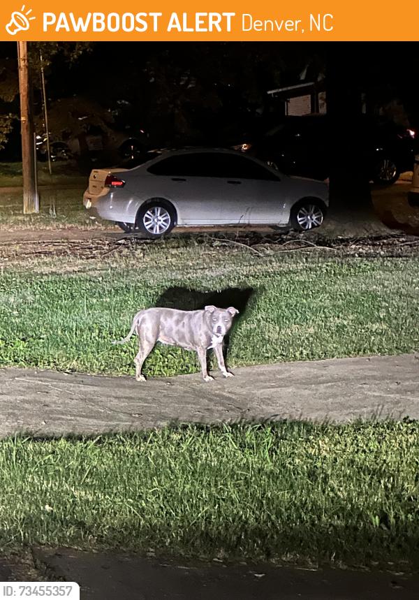 Found/Stray Unknown Dog last seen Crossing the streets of Armstrong lane in Denver NC, Denver, NC 28037