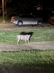 Found/Stray Unknown Dog last seen Crossing the streets of Armstrong lane in Denver NC, Denver, NC 28037