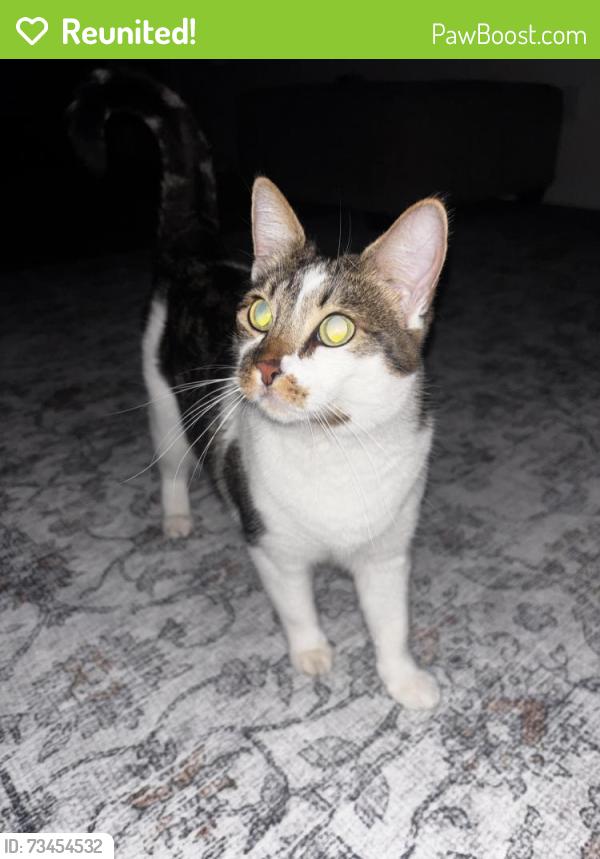 Reunited Female Cat last seen Summerfield Place Drive- up the street about a mile from university of west Georgia, Carrollton, GA 30117