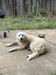 Found/Stray Unknown Dog last seen Near, Oklahoma City, OK 73119