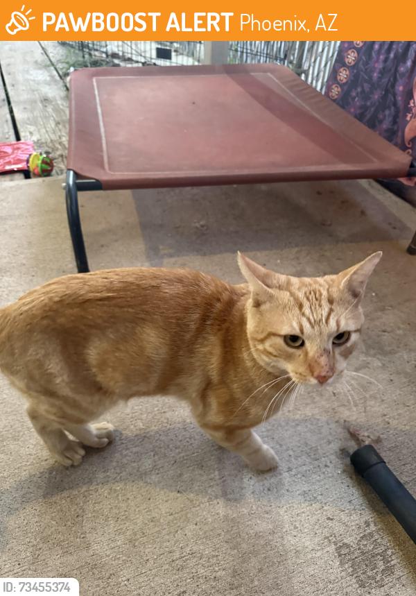 Found/Stray Male Cat last seen 48th st and McDowell rd, Phoenix, AZ 85008