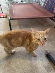 Found/Stray Male Cat last seen 48th st and McDowell rd, Phoenix, AZ 85008