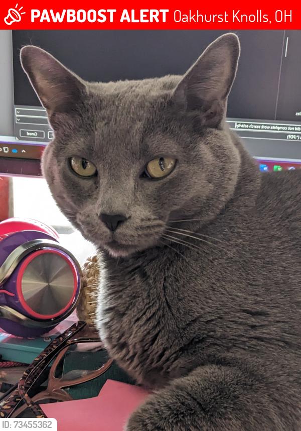 Lost Male Cat last seen Oakhurst Knolls, Oakhurst Knolls, OH 43123