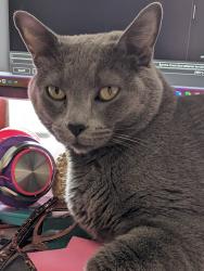 Lost Male Cat last seen Oakhurst Knolls, Oakhurst Knolls, OH 43123