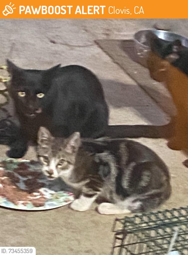 Found/Stray Unknown Cat last seen Holland & Bundy, Clovis, Clovis, CA 93611
