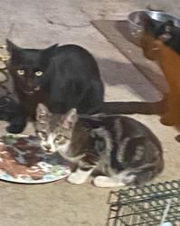 Found/Stray Unknown Cat last seen Holland & Bundy, Clovis, Clovis, CA 93611