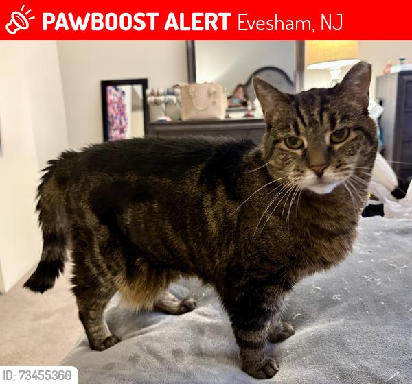 Lost Female Cat last seen Metropolitan apmts, Evesham, NJ 08053