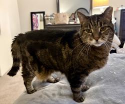 Lost Female Cat last seen Metropolitan apmts, Evesham, NJ 08053