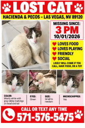 Lost Male Cat last seen Hacienda and pecos, Las Vegas, NV 89120