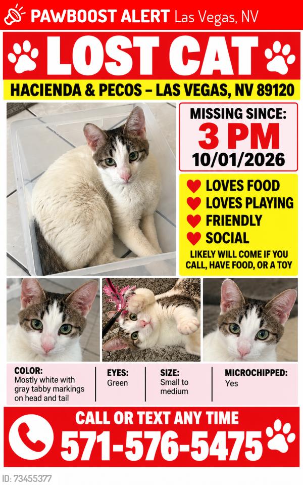 Lost Male Cat last seen Hacienda and pecos, Las Vegas, NV 89120