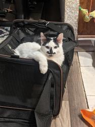 Reunited Male Cat last seen 23rd Street, Oklahoma City, OK 73141