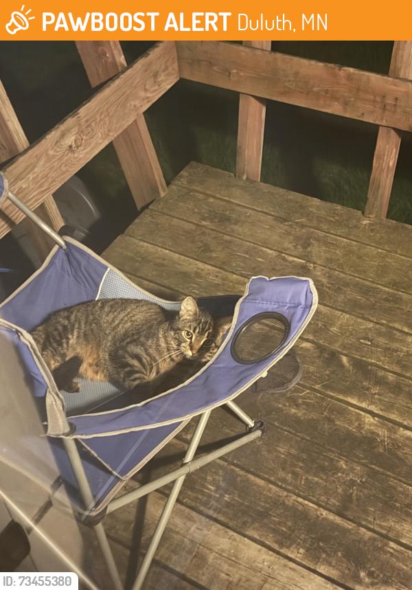 Found/Stray Unknown Cat last seen Hunter’s Park neighbor hood., Duluth, MN 55803