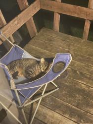 Found/Stray Unknown Cat last seen Hunter’s Park neighbor hood., Duluth, MN 55803