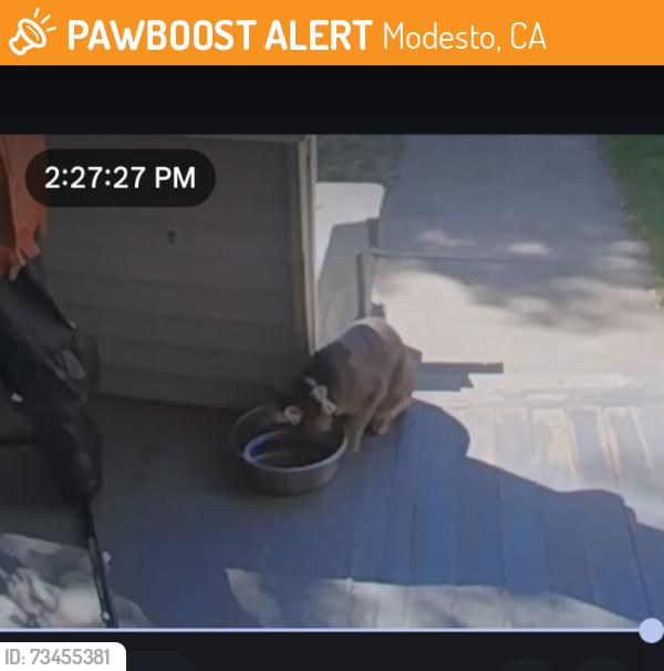 Found/Stray Unknown Cat last seen Morris and high st, Modesto, CA 95354