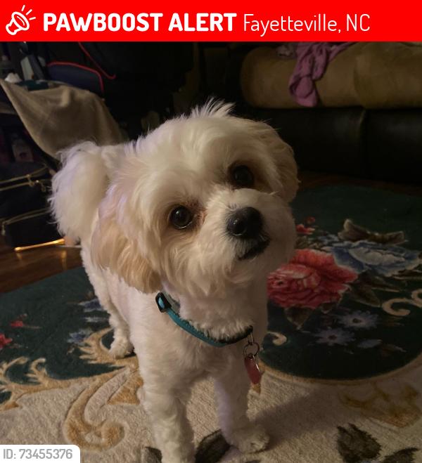 Lost Male Dog last seen Cumberland County Animal Services, Fayetteville, NC 28304