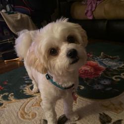 Lost Male Dog last seen Cumberland County Animal Services, Fayetteville, NC 28304