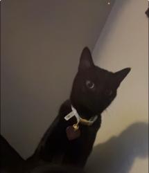 Lost Female Cat last seen Near Cares Dr Reno, NV 89512 United States, Reno, NV 89512