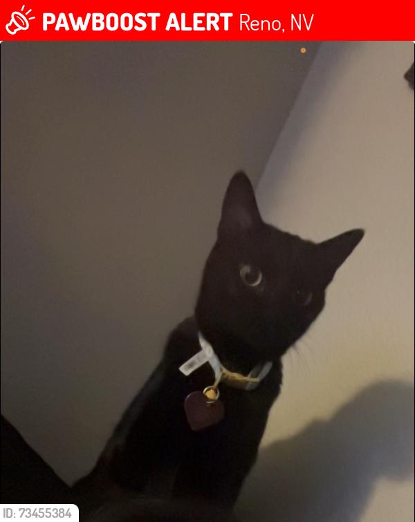 Lost Female Cat last seen Near Cares Dr Reno, NV 89512 United States, Reno, NV 89512