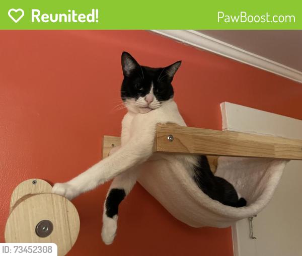 Reunited Female Cat last seen Near block of Glenalbyn, Los Angeles, CA 90065