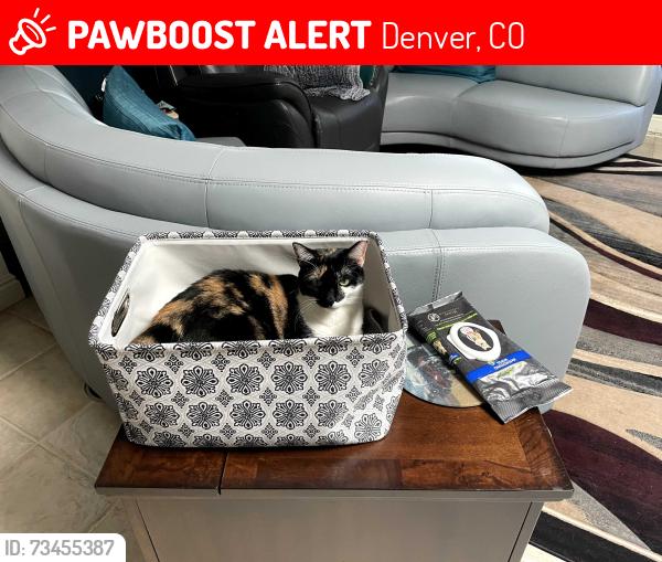 Lost Female Cat last seen Ivan & Girard, Denver, CO 80227