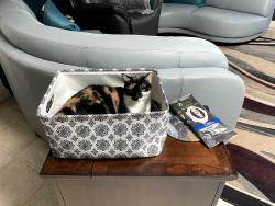 Lost Female Cat last seen Ivan & Girard, Denver, CO 80227