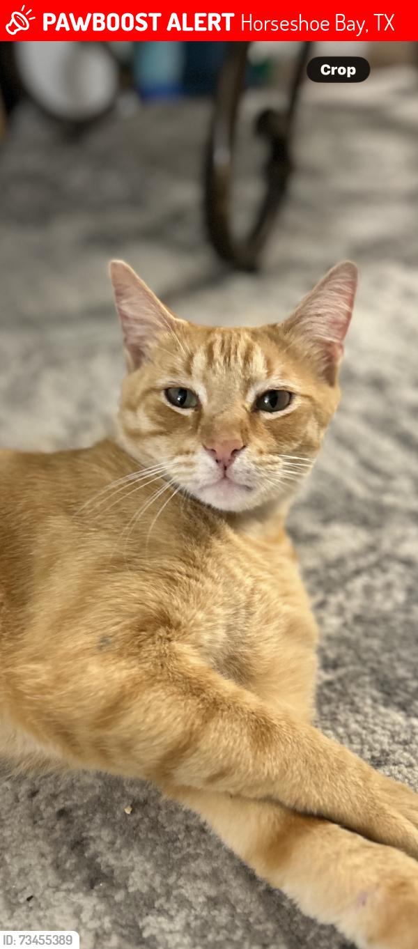 Lost Male Cat last seen Hi Circle, Horseshoe Bay, TX 78657