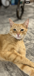 Lost Male Cat last seen Hi Circle, Horseshoe Bay, TX 78657