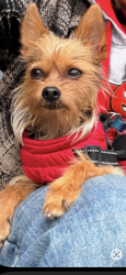 Lost Male Dog last seen Treat and 23rd park, San Francisco, CA 94110