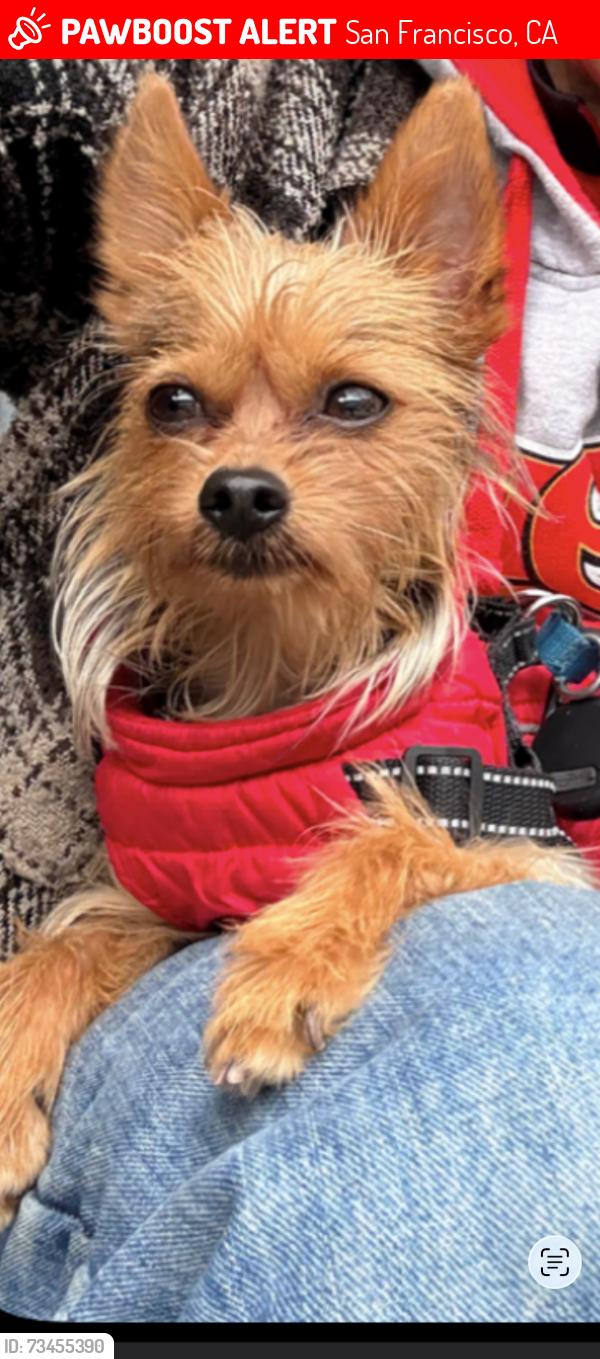 Lost Male Dog last seen Treat and 23rd park, San Francisco, CA 94110