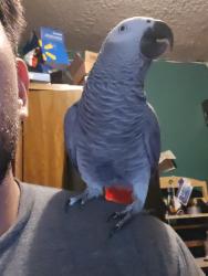 Lost Unknown Bird last seen Nadea st, Huntington Park, CA 90255