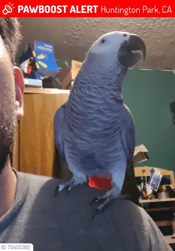 Lost Unknown Bird last seen Nadea st, Huntington Park, CA 90255