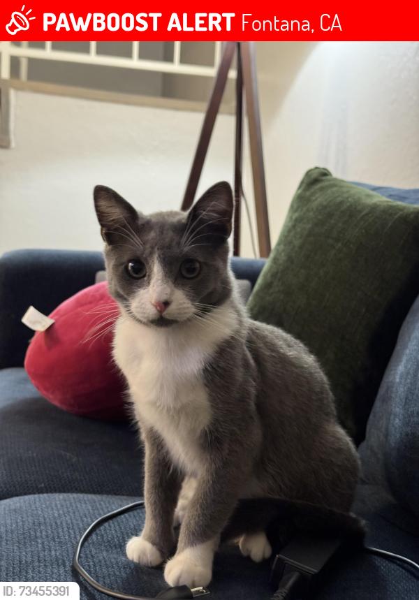 Lost Male Cat last seen Citrus and Randall, Fontana, CA 92335