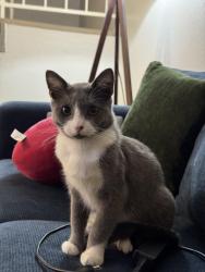 Lost Male Cat last seen Citrus and Randall, Fontana, CA 92335