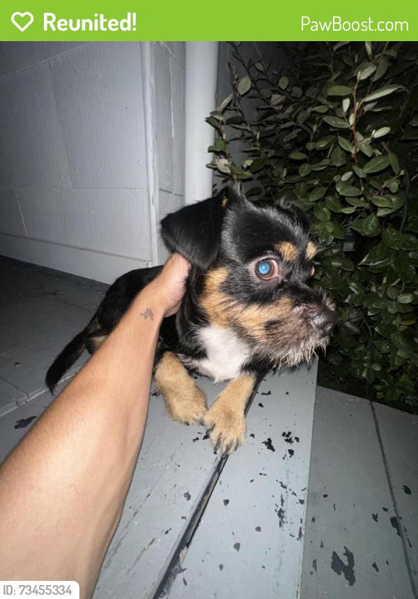 Reunited Male Dog last seen Avenue Q 1/2, Galveston, TX 77551