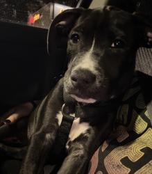Found/Stray Unknown Dog last seen Skypoint, Las Vegas, NV 89143