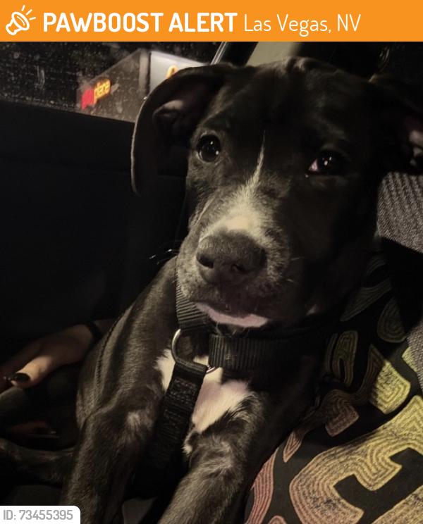 Found/Stray Unknown Dog last seen Skypoint, Las Vegas, NV 89143