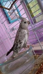 Lost Male Bird last seen Spencer, Torrance, CA 90503