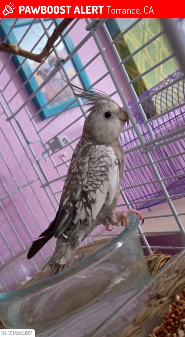 Lost Male Bird last seen Spencer, Torrance, CA 90503