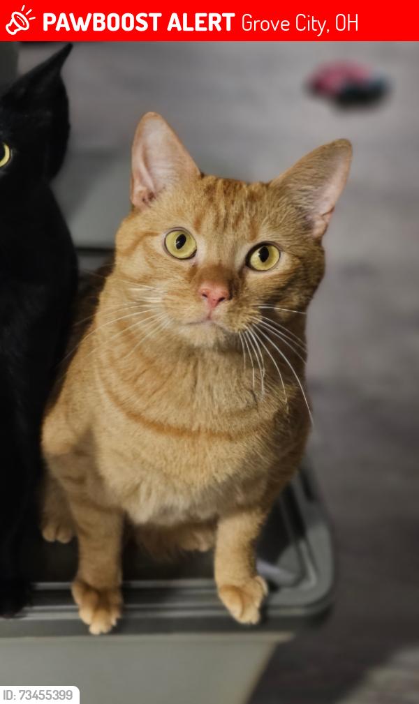 Lost Male Cat last seen Brinkman, Southwest Blvd, behind Big Splash, Grove City, OH 43123