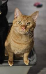 Lost Male Cat last seen Brinkman, Southwest Blvd, behind Big Splash, Grove City, OH 43123