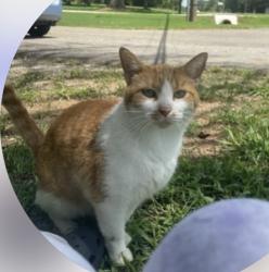 Lost Male Cat last seen Went into treeline at back of Cottonwood, Athens, AL 35611