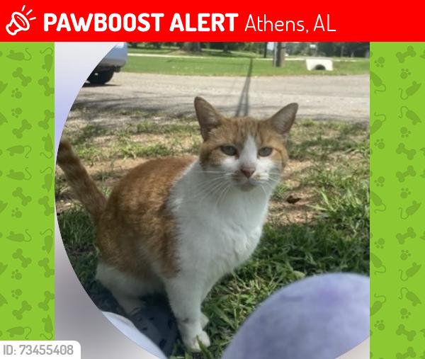 Lost Male Cat last seen Went into treeline at back of Cottonwood, Athens, AL 35611