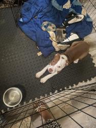 Lost Male Dog last seen Eagle trace, Birmingham, AL 35210