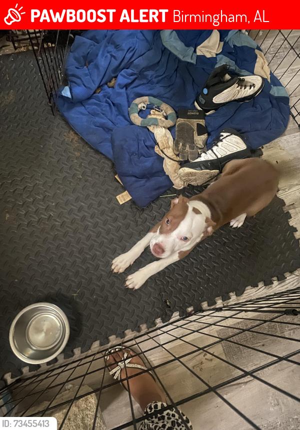 Lost Male Dog last seen Eagle trace, Birmingham, AL 35210