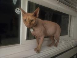 Reunited Male Cat last seen El Camino Park, Orange, CA 92868