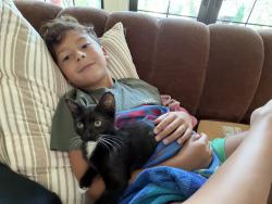 Lost Female Cat last seen Randol Mill, Fort Worth, TX 76120